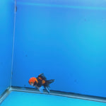 Thai Oranda Tri-Color 2in Male (FEB-551)R3B17