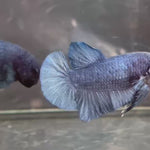 Live Male Betta Steel Blue Solid color Plakat (TNK-A697) High quality what you see what you get!!