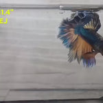 Live Male Betta Yellow blue Mustard Halfmoon (RSS-012)High quality what you see what you get!!