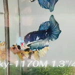 Live Male Betta Fancy Blue Marble Plakat (Sky-1170) High quality what you see what you get!!