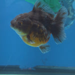 Thai Oranda Bronze Sakura Shogun Farm 2.8" Body Female 6mths(FEB-577)R3B02
