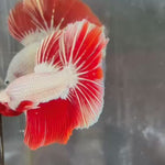 Live Male Betta Red Snow Dragon Halfmoon (TNK-A725) High quality what you see what you get!!