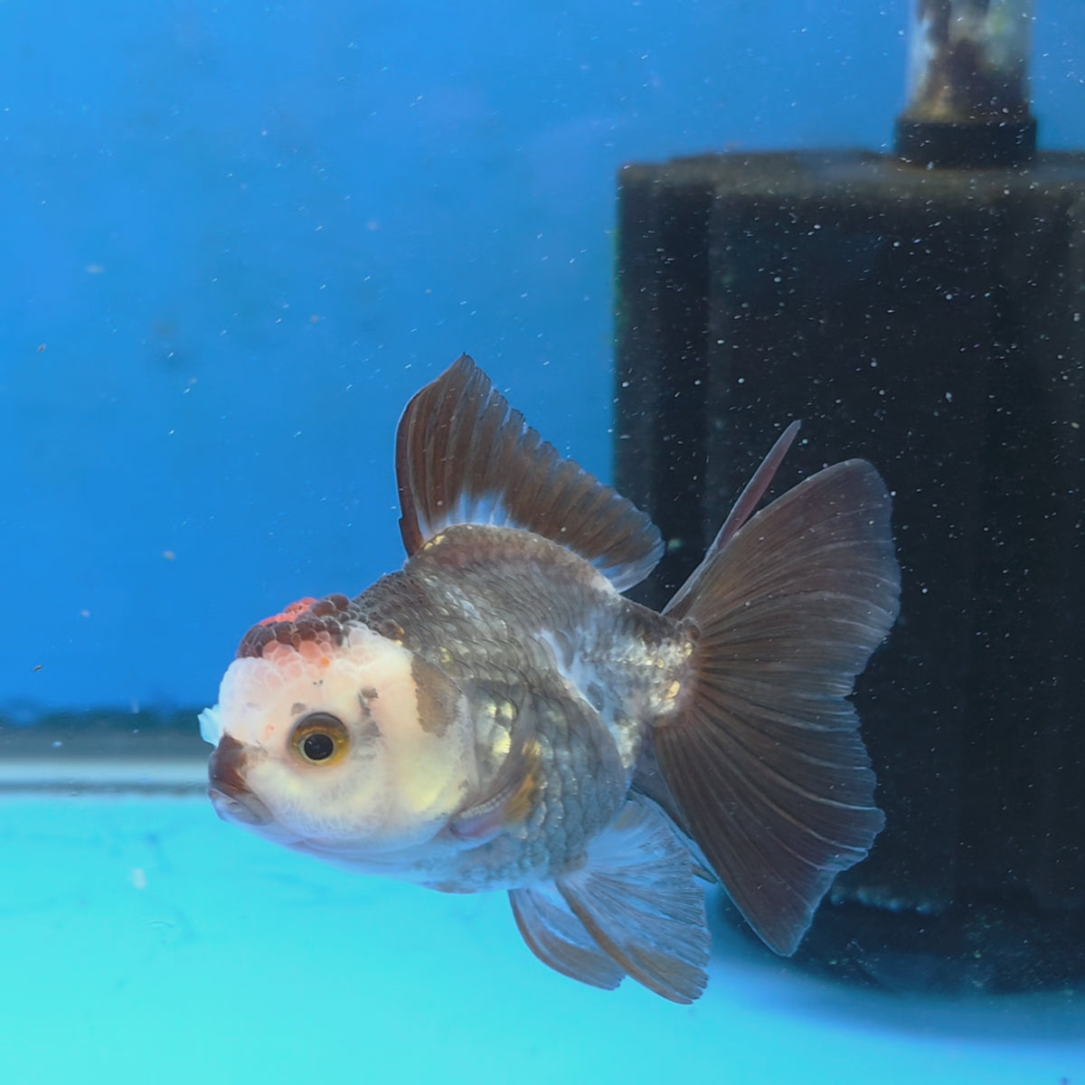 Thai Oranda Tri-Color 2.50" Body Female (FEB-865)R2B15