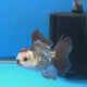 Thai Oranda Tri-Color 2.50" Body Female (FEB-865)R2B15