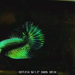Live Male Betta Green Alien Hybrid Wild Plakat (DET-214)  High quality what you see what you get!!