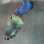 Live Male Betta Green Alien Hybrid Wild Plakat (TNK-A282) High quality what you see what you get!!