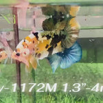 Live Male Betta Yellow Black Galaxy Tiger Koi Plakat (Sky-1172) High quality what you see what you get!!