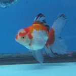 Thai Oranda Tri Color 2.8 in Body Female (FEB-530)R3A06
