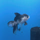 Thai Oranda Panda 3.00" Body Female (FEB-759)R2B07