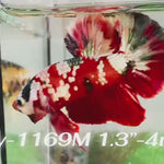Live Male Betta Red Galaxy Stardust Plakat (Sky-1169) High quality what you see what you get!!
