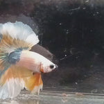 Live Male Betta Yellow Fancy Halfmoon Rosetail (KM-97)  what you see what you get!!