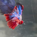 Live Male Betta Fancy Marble Tri colors Halfmoon (TNK-A206) High quality What you see What you get!!