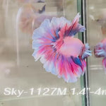 Live Male Betta Fancy Purple Pink Halfmoon Rosetail (Sky-1127)S147 High quality What you see What you get!!