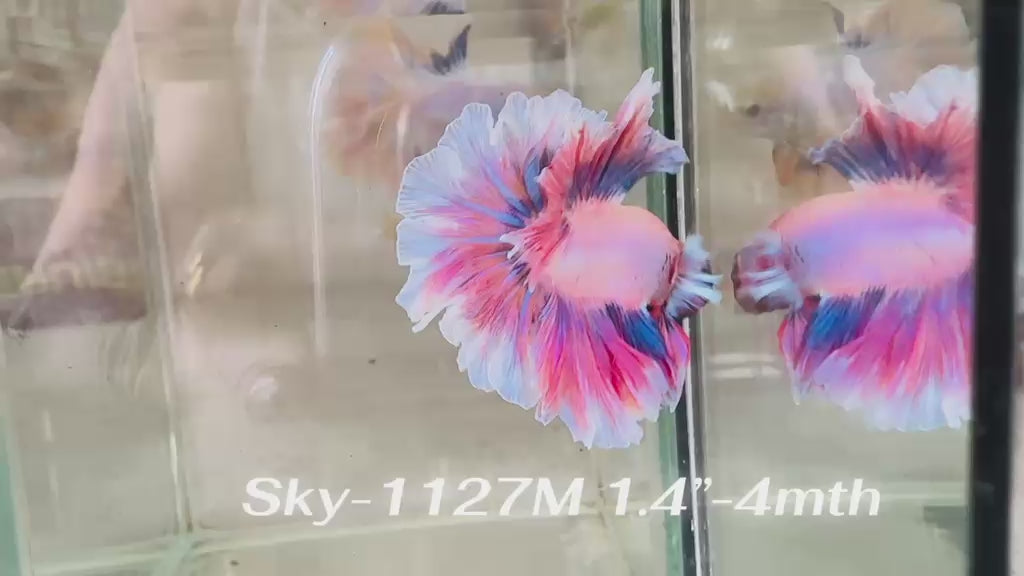 Live Male Betta Fancy Purple Pink Halfmoon Rosetail (Sky-1127) High quality What you see What you get!!