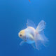 Thai Oranda Lemomhead White 3.00" Body Female (FEB-792)R1B03