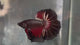Live Male Betta Black Red Devil Copper Dark Over Halfmoon (TNK-A791) High quality What you see What you get!!