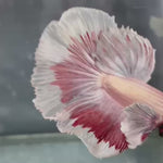 Live Male Betta Red Copper Butterfly Dumbo big ear Halfmoon (TNK-A672)S239 High quality what you see what you get!!