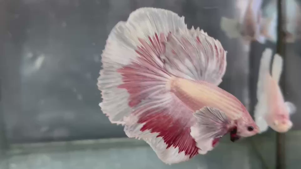 Live Male Betta Red Copper Butterfly Dumbo big ear Halfmoon (TNK-A672)S239 High quality what you see what you get!!