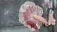 Live Male Betta Red Copper Butterfly Dumbo big ear Halfmoon (TNK-A672)S239 High quality what you see what you get!!