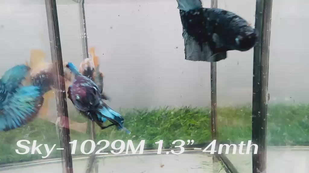 Live Male Betta Black Blue Galaxy Avatar Plakat (Sky-1029)H High quality what you see what you get!!