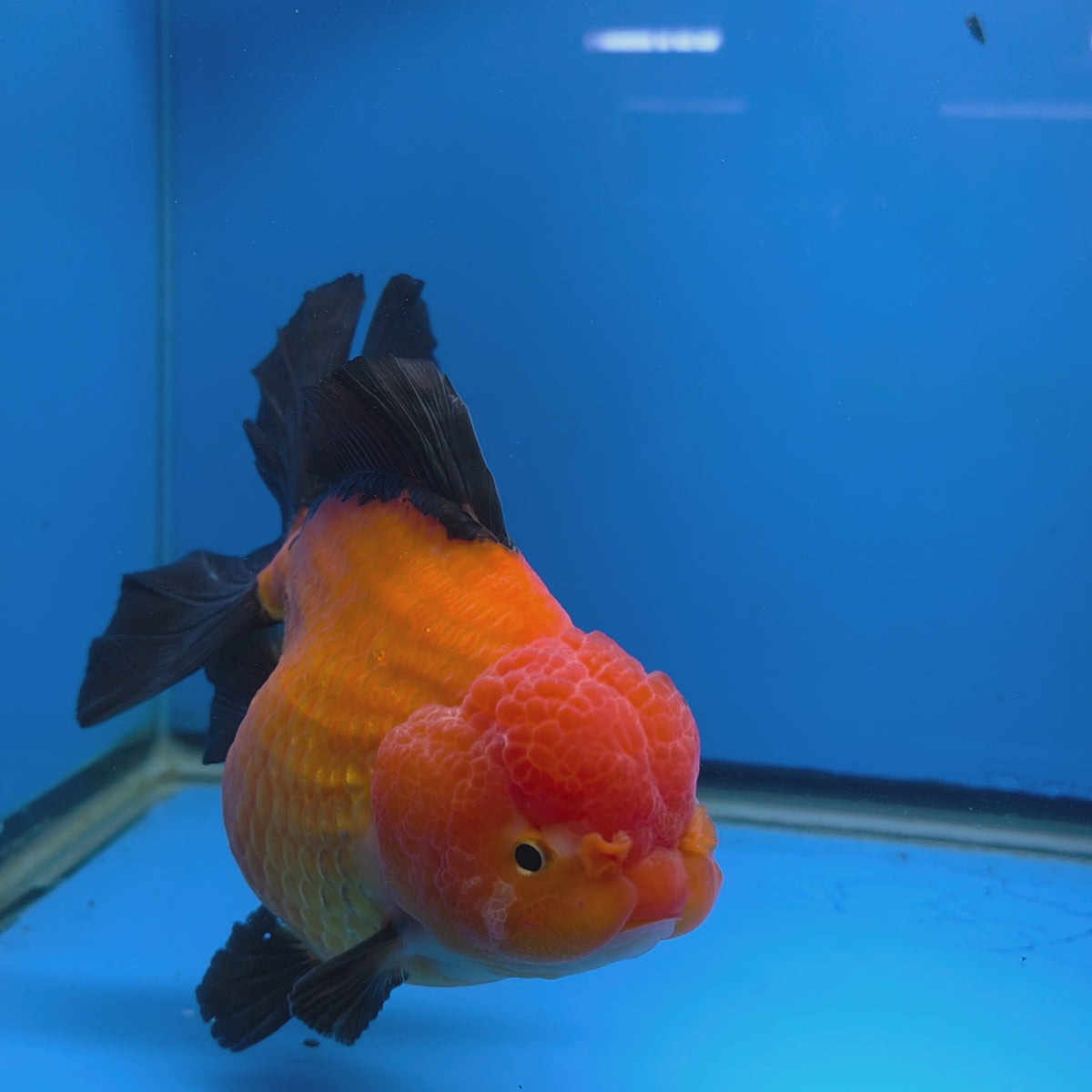 Thai Oranda Jumbo AAA Grade Apache 4.50 inch Body Female(FEB-846)R2A14