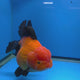 Thai Oranda Jumbo AAA Grade Apache 4.50 inch Body Female(FEB-846)R2A14