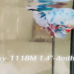Live Male Betta Fancy Blue Marble Polkadot Halfmoon (Sky-1118)S299 High quality What you see What you get!!