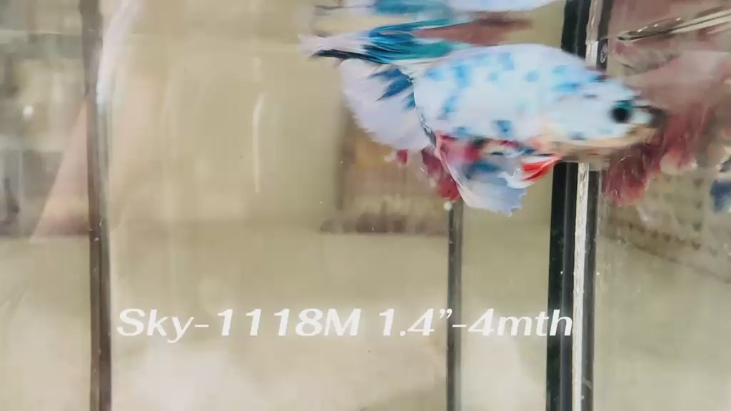 Live Male Betta Fancy Blue Marble Polkadot Halfmoon (Sky-1118) High quality What you see What you get!!