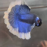 Live Male Betta Royal Blue Butterfly Over Halfmoon(TNK-A296) High quality what you see what you get!!