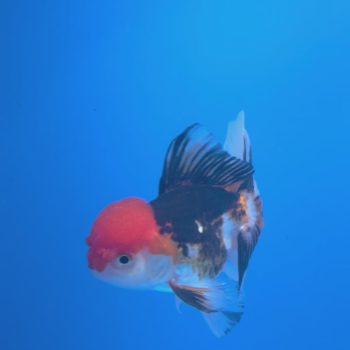 Thai Oranda Red Cap Panda 3.5" Body Female (FEB-774)R2B07