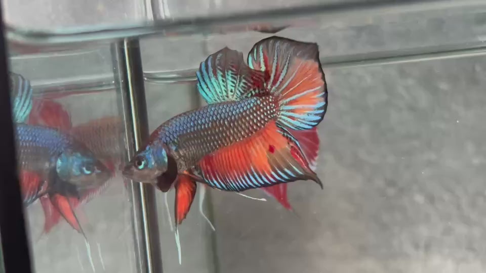 Live Male Betta Fantasy Orange Black Emerald Splendens Hybrid Wild Plakat (BID-146)S270 High quality what you see what you get!!
