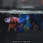 Live Male Betta Nemo Galaxy Plakat (DET-267) High quality what you see what you get!!
