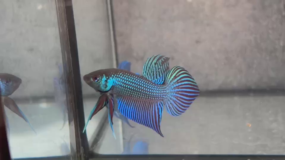 Live Male Betta Green Original Mahachai Wild Plakat (BID-206) High quality What you see What you get!!