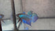 Live Male Betta Green Original Mahachai Wild Plakat (BID-206) High quality What you see What you get!!