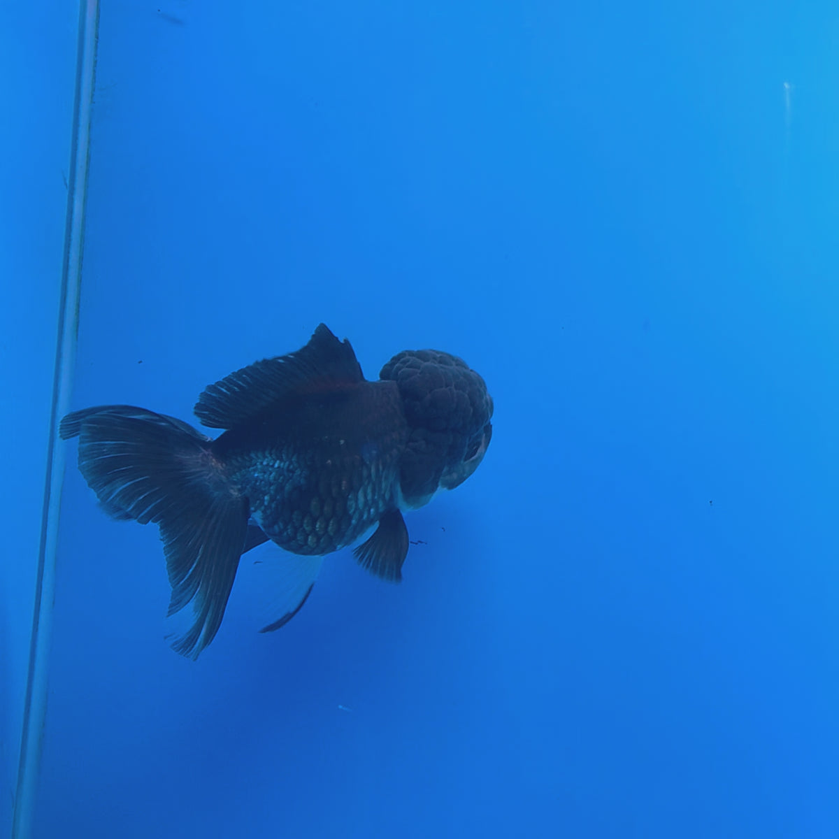 Thai Oranda Panda 3.5" Body Female (FEB-768)R2B07