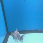 Thai Oranda Panda Silver 2.5” Female(FEB-700)R3B13