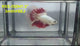 Live Male Betta Fancy Dragon Halfmoon (RSS-150)High quality what you see what you get!!