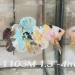Live Male Betta Yellow Galaxy Copper Koi Plakat (Sky-1103)S338 High quality what you see what you get!!