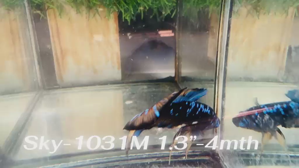 Live Male Betta Black Galaxy Avatar Plakat (Sky-1031)H High quality what you see what you get!!