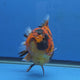 Thai Oranda Red Tiger Sakura Godzilla 5.5 inch Orchid Tail Body Female (G-FEB-105)BlueTubB