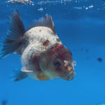 Thai Oranda Calico Yuanbao by SHOGUN 2.8” Body Male(CK-1595)R3B08