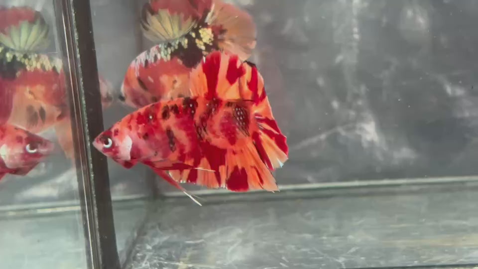 Live Male Betta Orange Red Nemo Fire Plakat (TNK-A588) S107 High quality What you see What you get!!