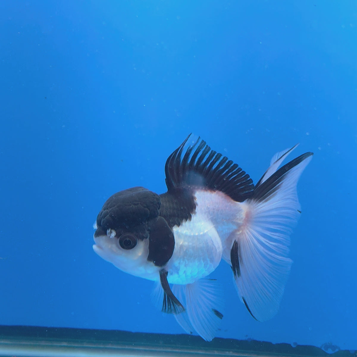 Thai Oranda Panda 3.00" Body Female (FEB-755)R2B07