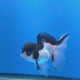 Thai Oranda Panda 3.00" Body Female (FEB-755)R2B07