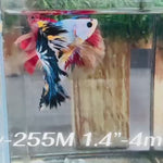 Live Male Betta Fancy marble Halfmoon (Sky-255)High quality what you see what you get!!