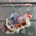 Live Male Betta Fancy Koi Dumbo big ear Plakat (TNK-A461) High quality What you see What you get!!
