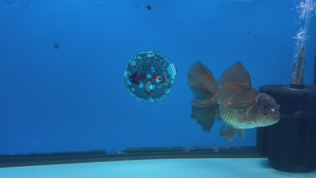 Thai Oranda Super Black 3.5" Male(FEB-426)BLUETUBB