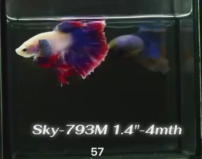 Live Male Betta Fancy Mascot Halfmoon (Sky-793) High quality what you see what you get!!
