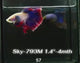 Live Male Betta Fancy Mascot Halfmoon (Sky-793) High quality what you see what you get!!