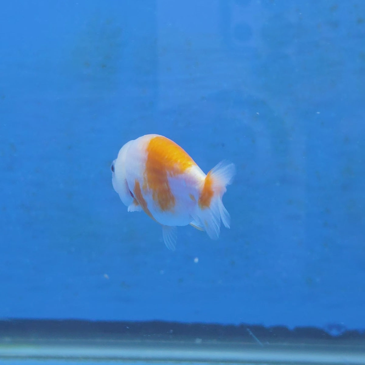 Thai Ranchu Calico Tiger 2.00" Body (FEB-880)R2B06